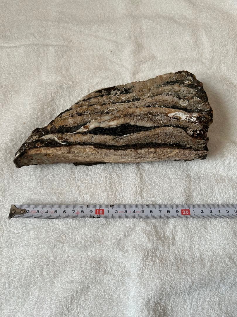 マンモス　ナウマンゾウ　化石　臼歯