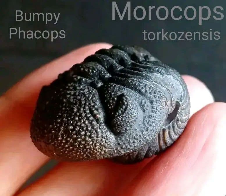 化石　標本　三葉虫　モロコプス　torkozensis