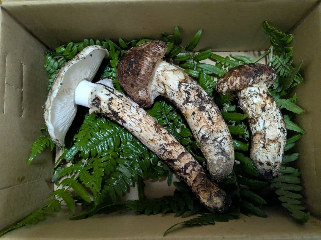 岩手県　岩泉産 松茸　マツタケ 約220g