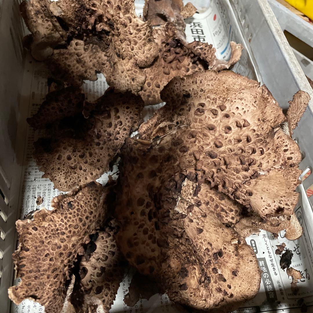 19日発送予定　香茸　2kg