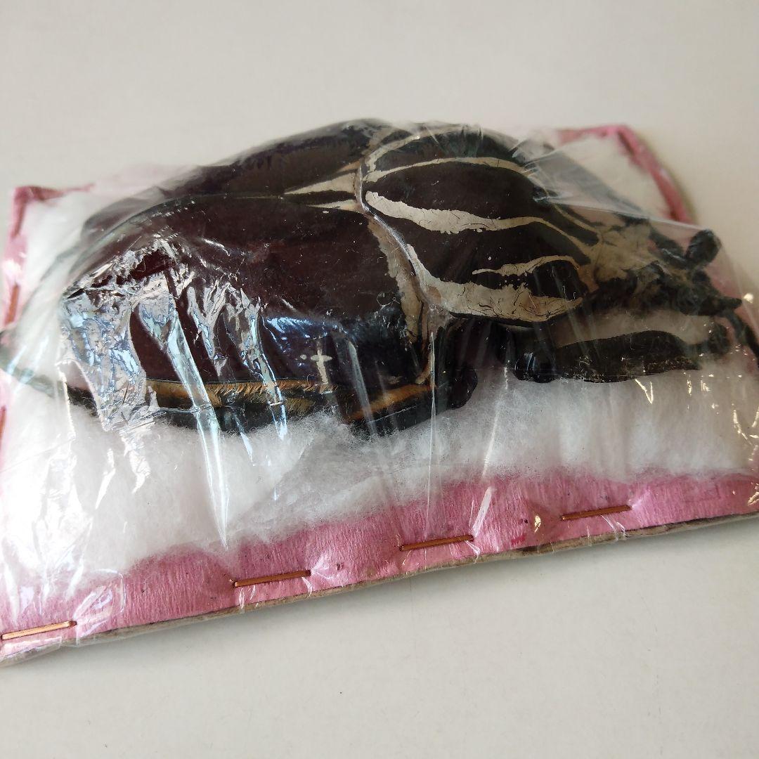 ゴライアスオオツノハナムグリ　昆虫標本　剥製