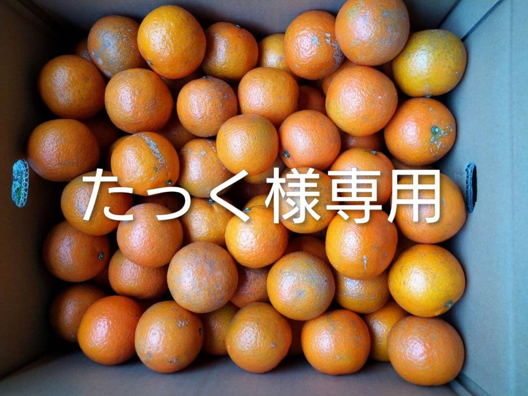 たっくん　屋久島たんかん　MS 20キロ