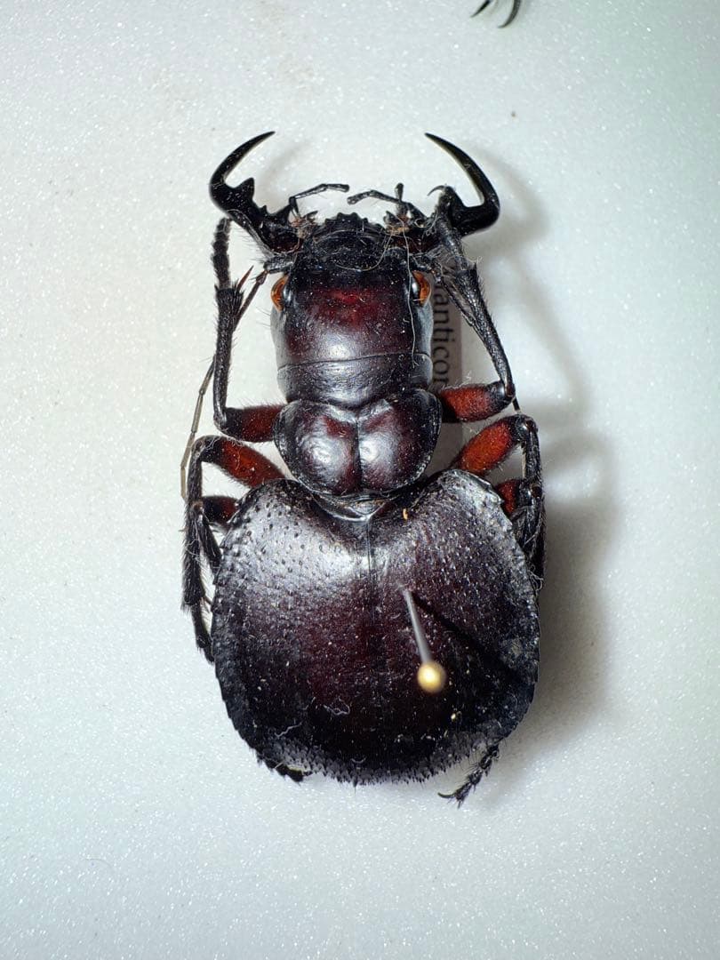 【標本】オオエンマハンミョウ