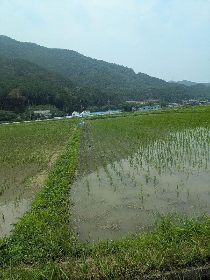 微生物自然栽培　ヒノヒカリ 10㎏　 7年産　玄米　兵庫県産