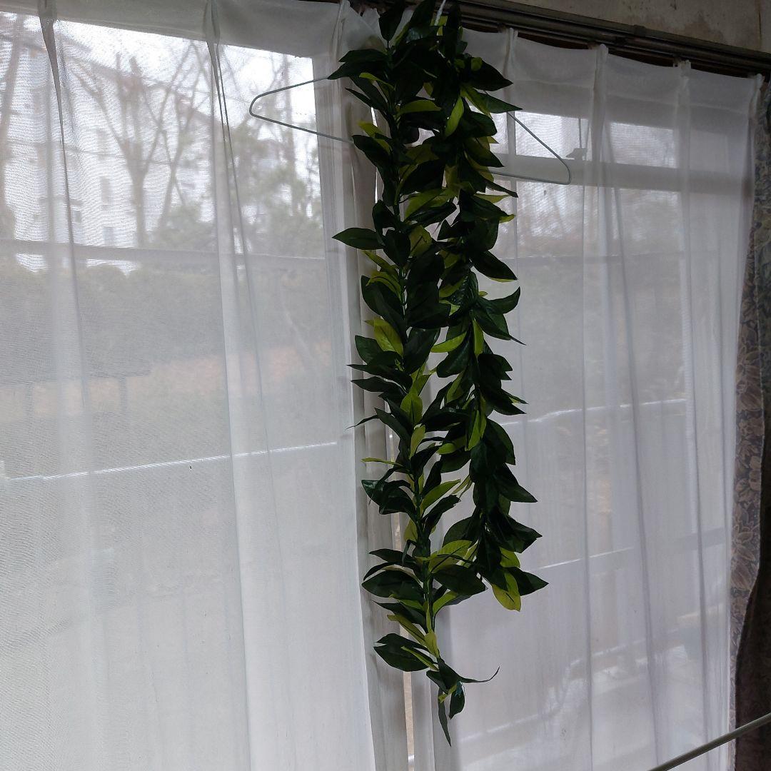 フラダンス マイレレイ