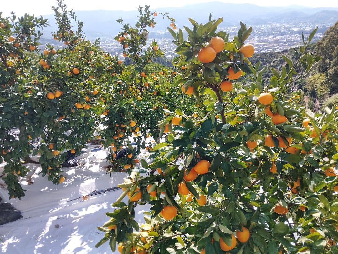 にこにこ笑顔で今日も頑張ろう♫　マルチ栽培小粒みかん10kg×2箱