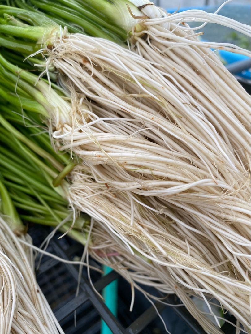 三関セリ　1キロ　秋田県産