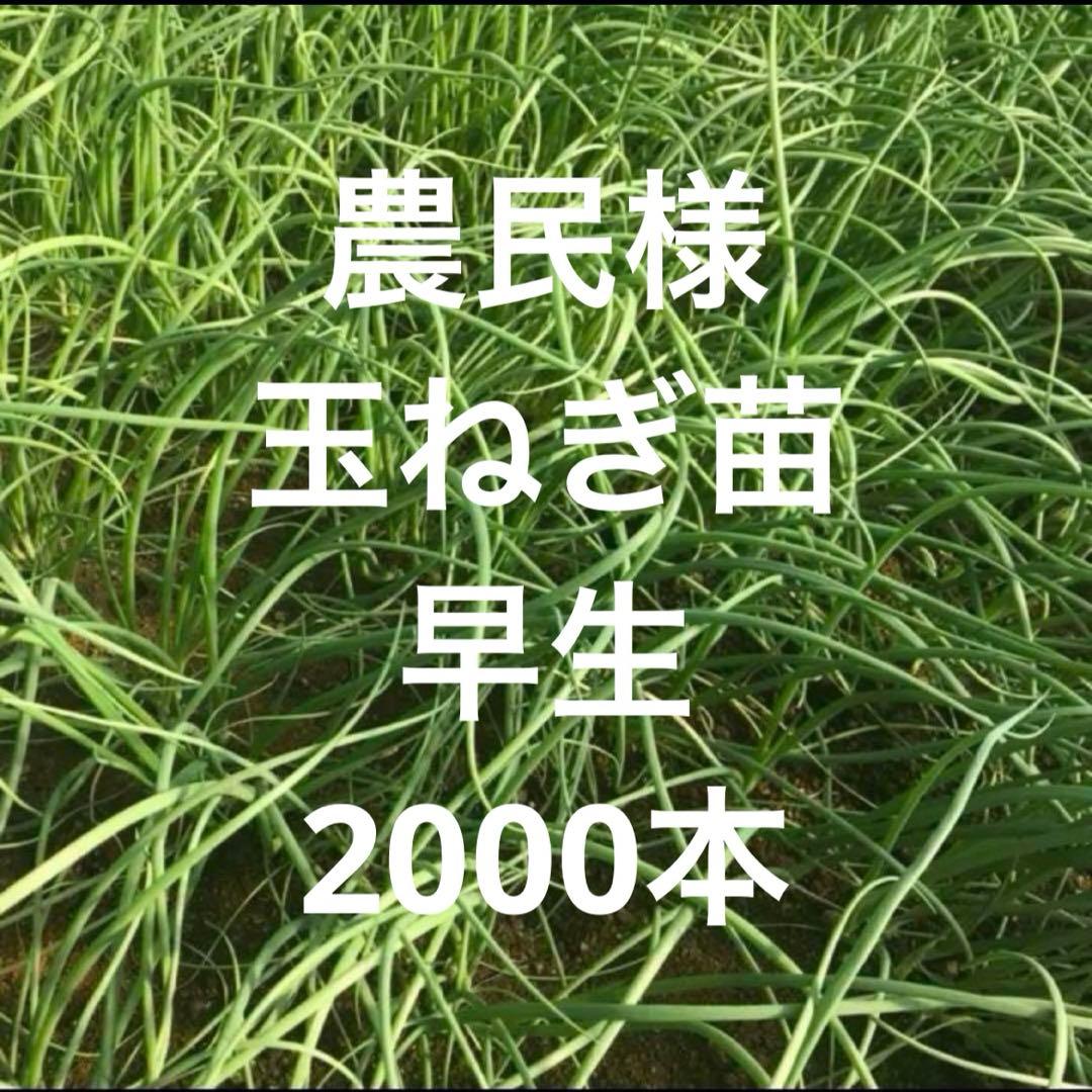 玉ねぎ苗　専用
