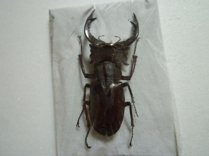 【外国産クワガタ標本】フェアメイルミヤマクワガタ♂/四川省.石綿産/51mm