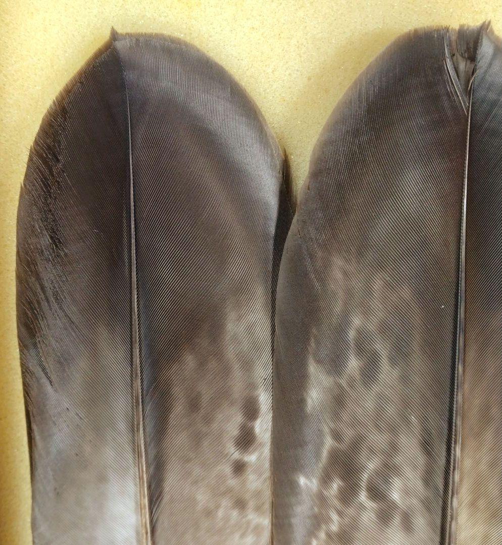 飛来一閑 磯鷲羽箒一双≪裏千家十五代 鵬雲斎 書付≫共箱 出荷当初からの外紙箱