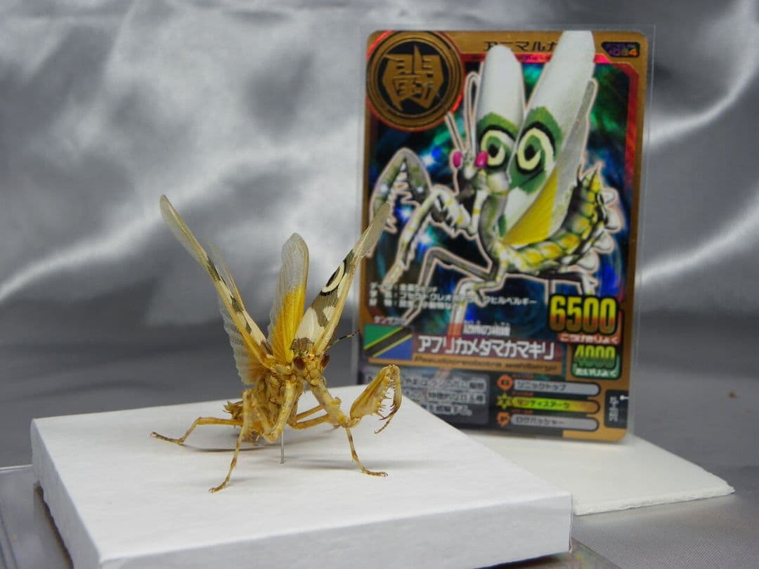 アフリカメダマカマキリ　ペア　立体標本