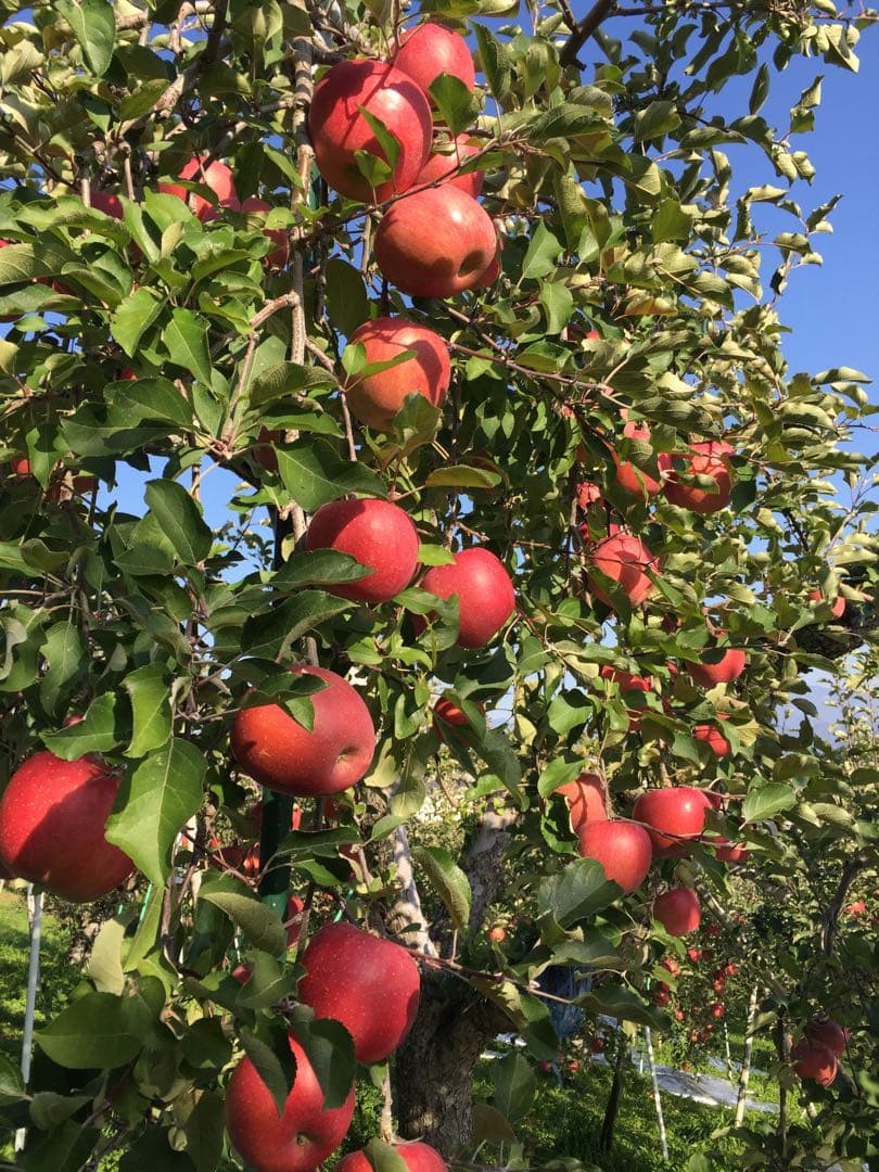 七宝ページ　サンふじ　小玉　農家直送