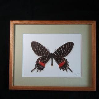 蝶のリトグラフ 木製フレーム付き