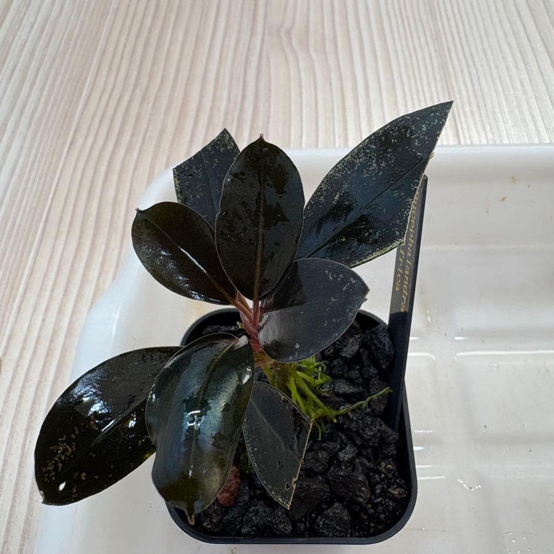 【きえぴ】ブセファランドラ 3種　水上葉　タグ付き