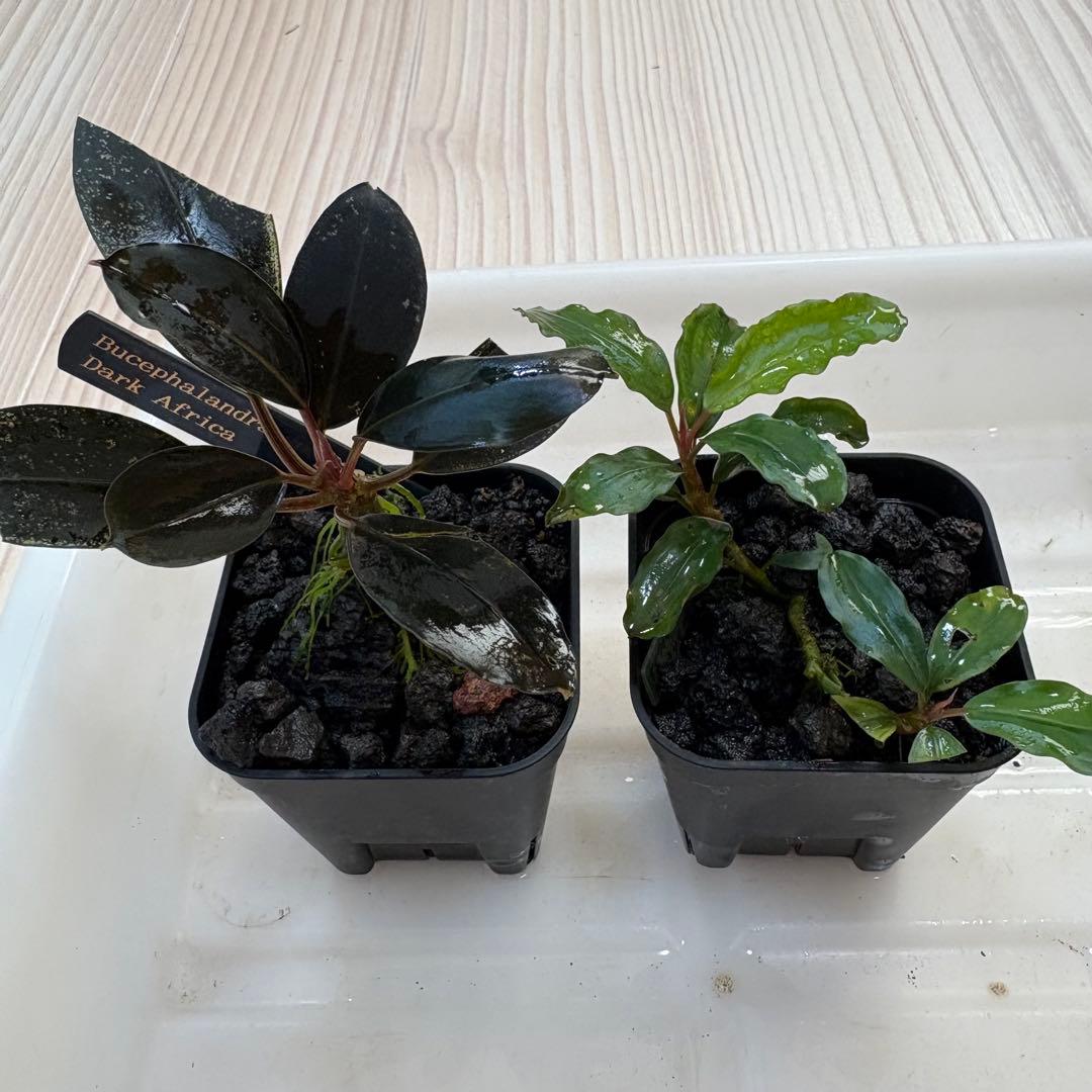 【きえぴ】ブセファランドラ 3種　水上葉　タグ付き