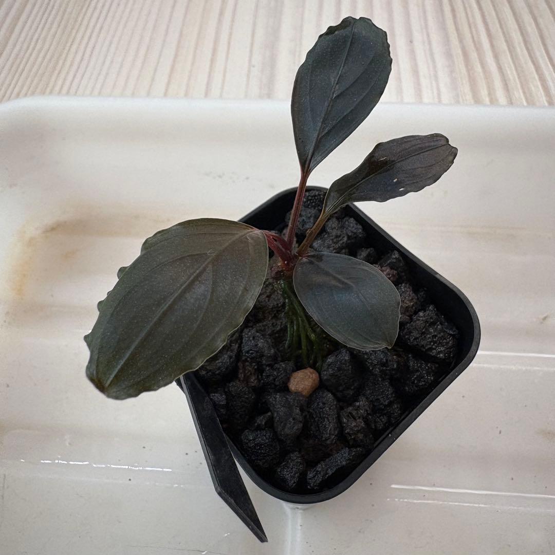 【きえぴ】ブセファランドラ 3種　水上葉　タグ付き