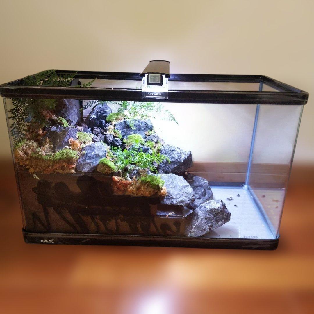 【受注生産】６0センチ水槽アクアテラリウム　イモリウム　苔テラリウム　テラリウム
