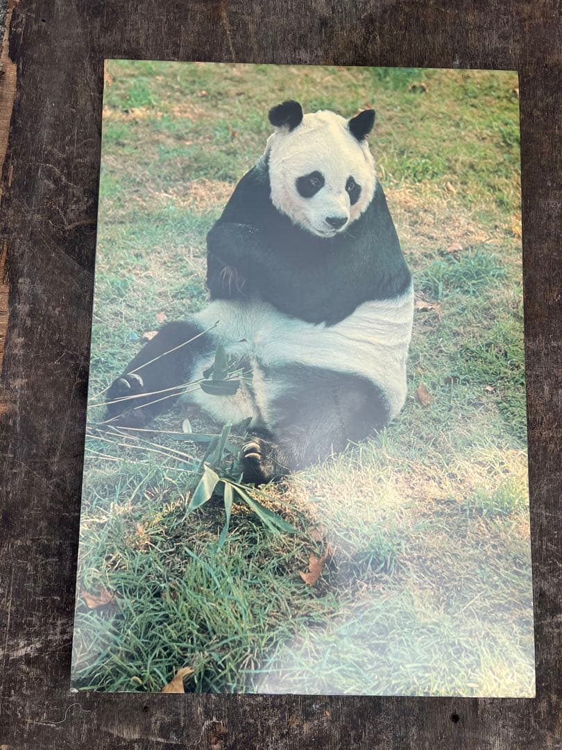 【O-1312】パンダ パネル 写真 木製 昭和