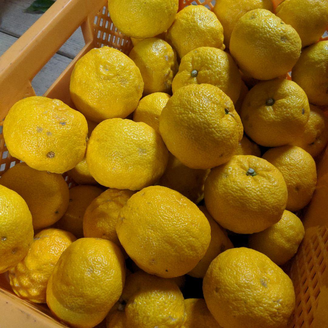 完熟本柚子（美品）１５kg。鍋料理、ポン酢、柚子胡椒、ジャム、柚子茶、酒、焼酎