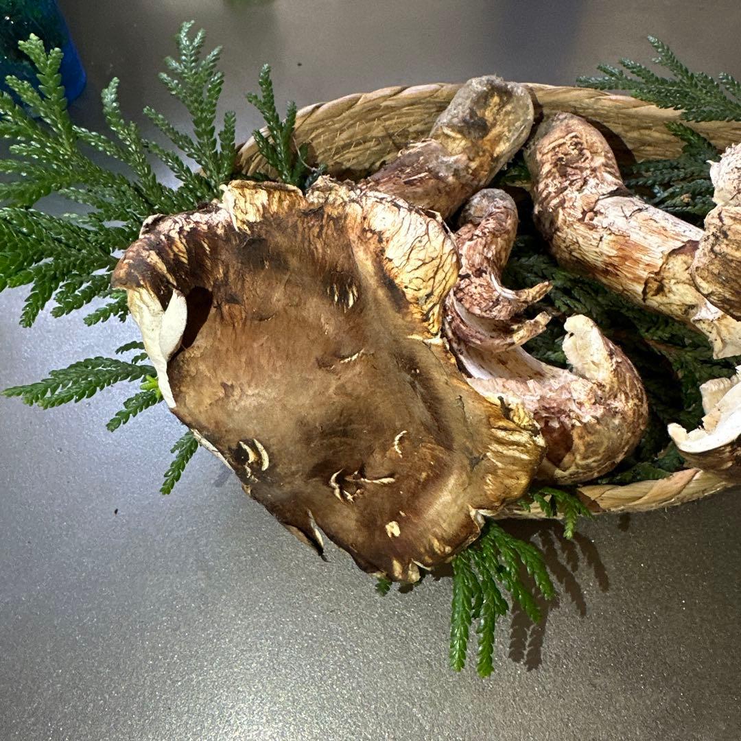 訳あり品‼️国産天然松茸‼️430g‼️
