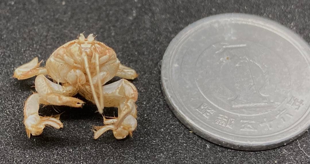 極小クダヒゲガニ 標本　カニ　乾燥標本　甲殻類