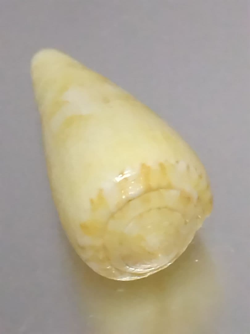 貝殻 ≪極希産！黄色変異！≫ タミコイモ イモガイ科