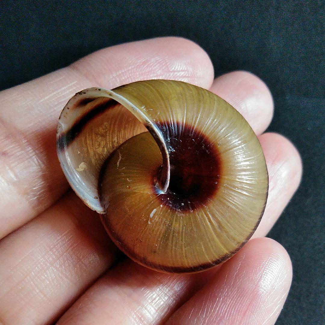 骨格　標本　カタツムリ　殻　美品　３５mm