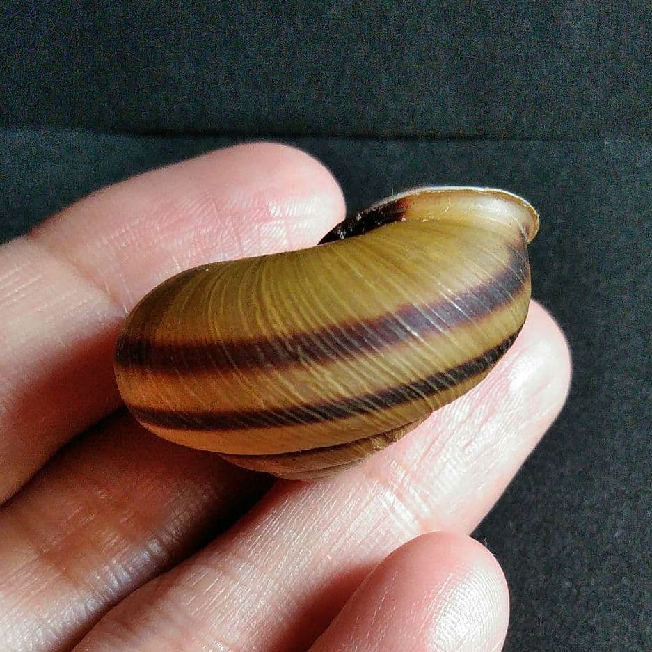 骨格　標本　カタツムリ　殻　美品　３５mm