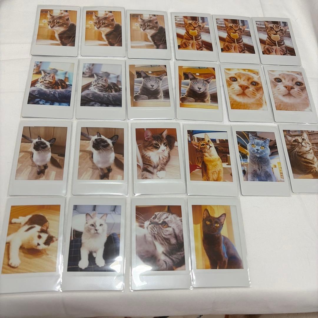 猫カフェ mocha チェキ