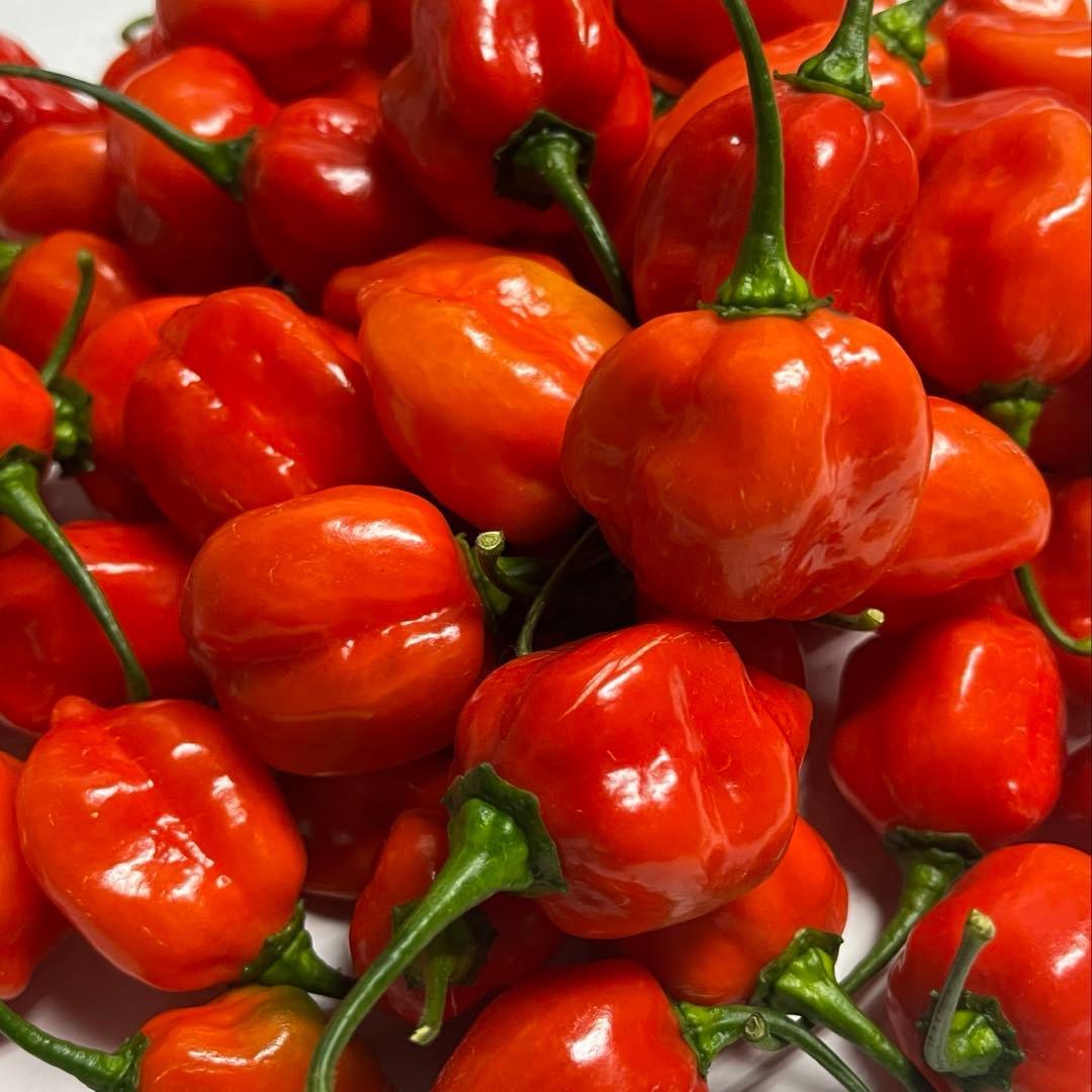 ★激辛唐辛子★ハバネロレッド 4.5 kg 農家直送 広島県産