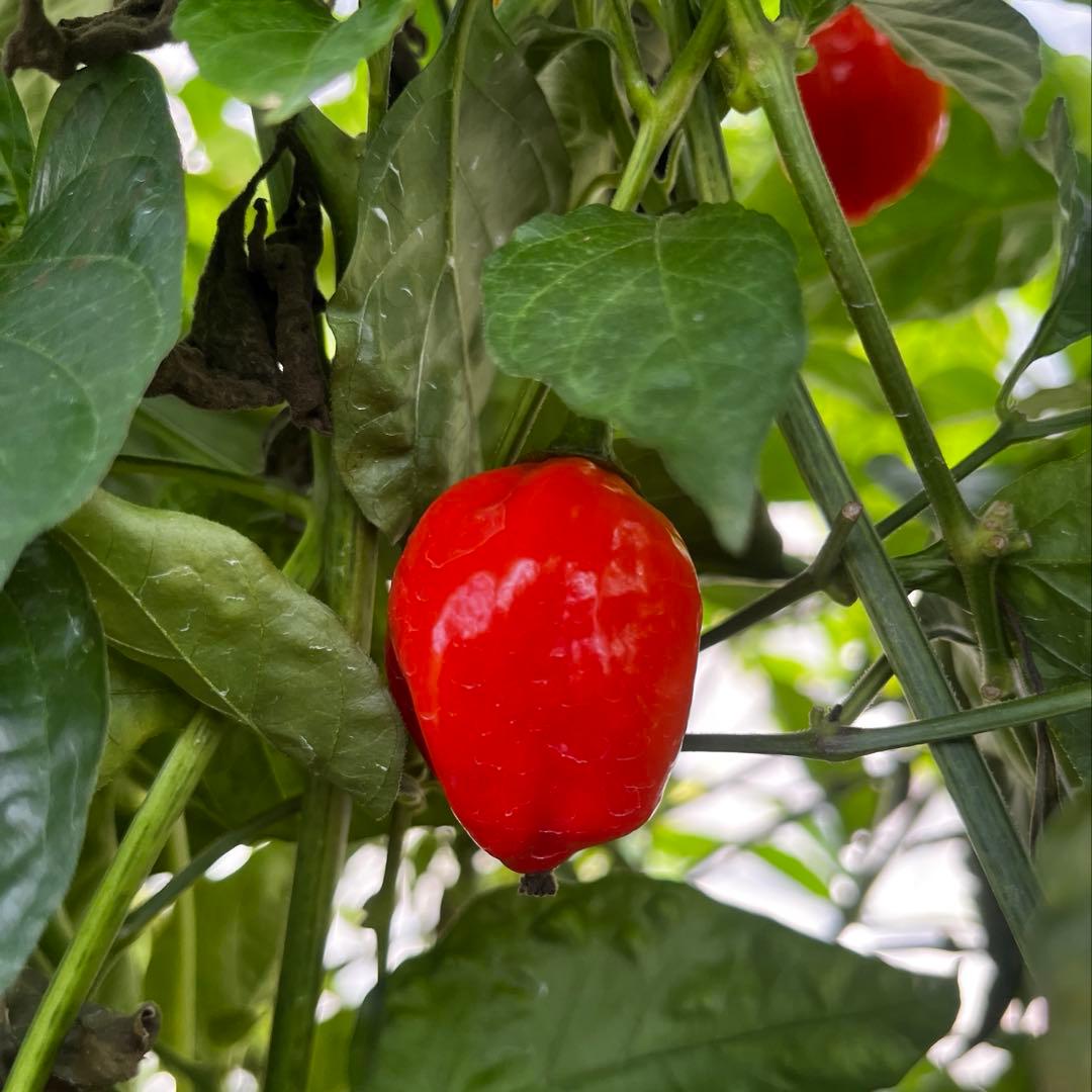 ★激辛唐辛子★ハバネロレッド 4.5 kg 農家直送 広島県産