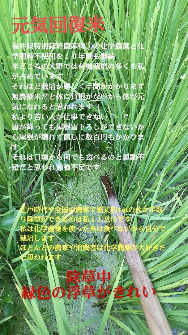 有機栽培米は超希少米 ７年産コシヒカリ 玄米10kg 特別栽培① 農薬等不使用