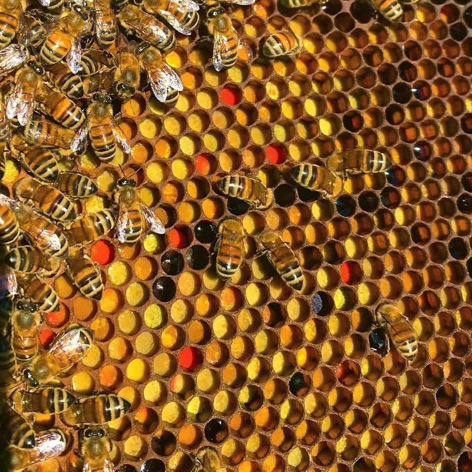 リピータ多数濃厚な味わいの国産百花蜜 　梅酒瓶入り　おまけ付　生産者価格で大放出