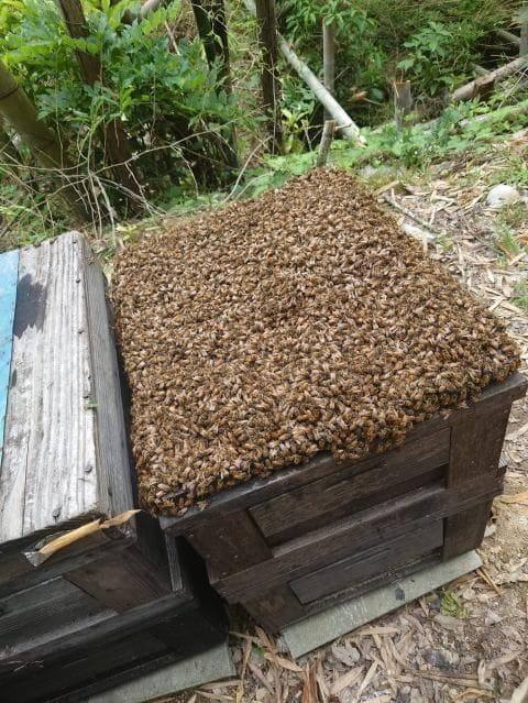 リピータ多数濃厚な味わいの国産百花蜜 　梅酒瓶入り　おまけ付　生産者価格で大放出