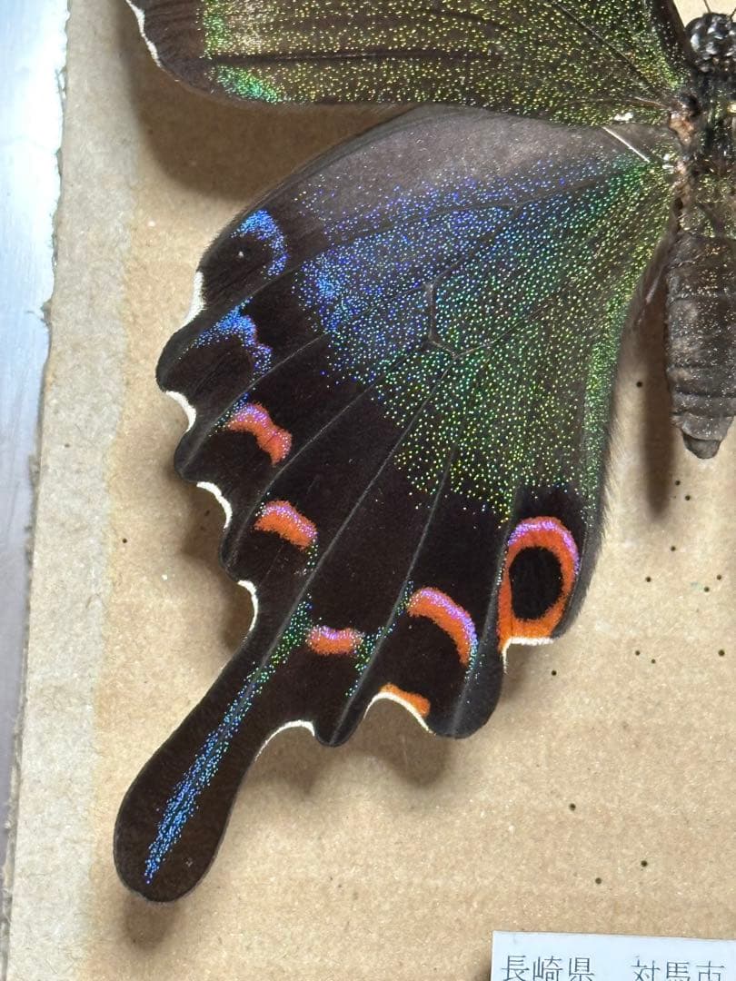 ミヤマカラスアゲハ　標本　飼育品