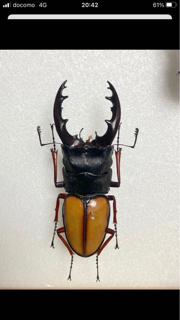 【コエポン】外国産クワガタ♂3点　標本セット