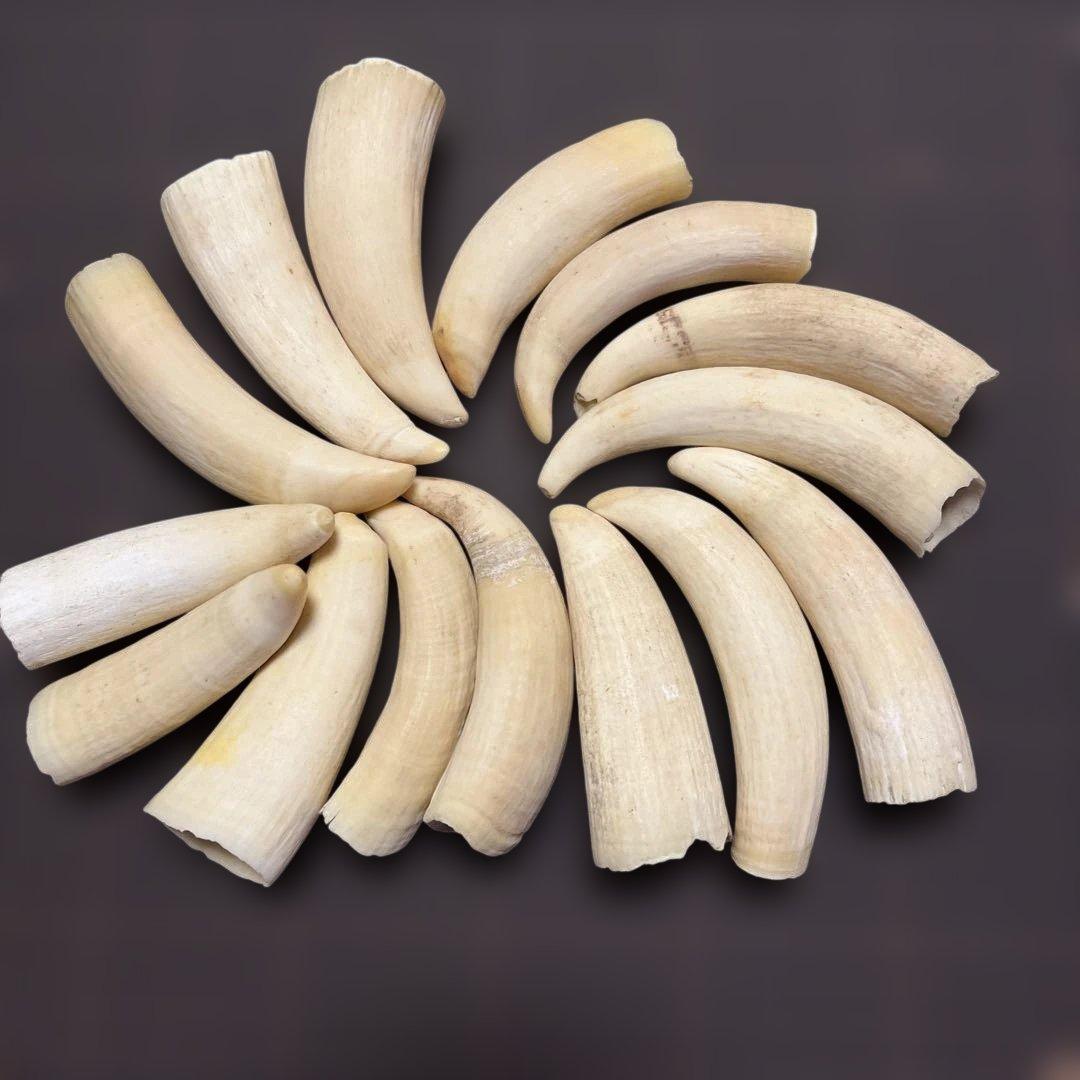 鯨歯　マッコウクジラの歯