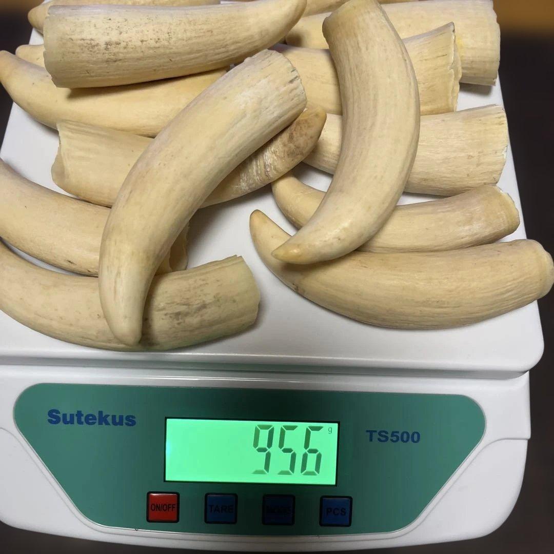 鯨歯　マッコウクジラの歯