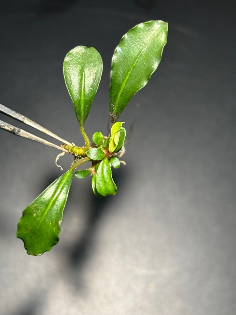 【あばぶです】