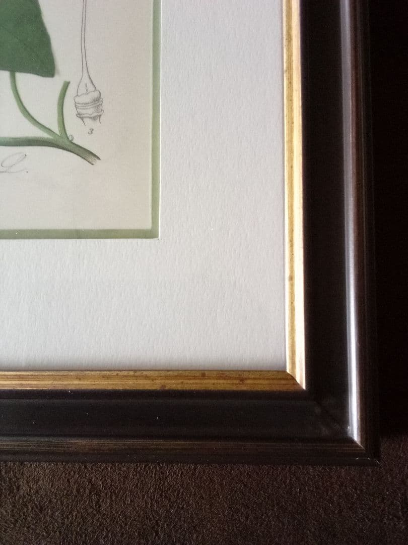 ドイツ ボタニカル画 石版画 (クロモリトグラフ) の額装品