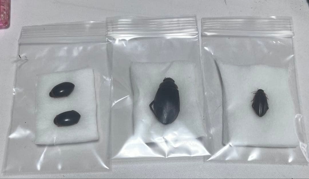 NKNさま　専用　ゲンモ、カラフトマルガタ、エゾヒラタヒメ　セット