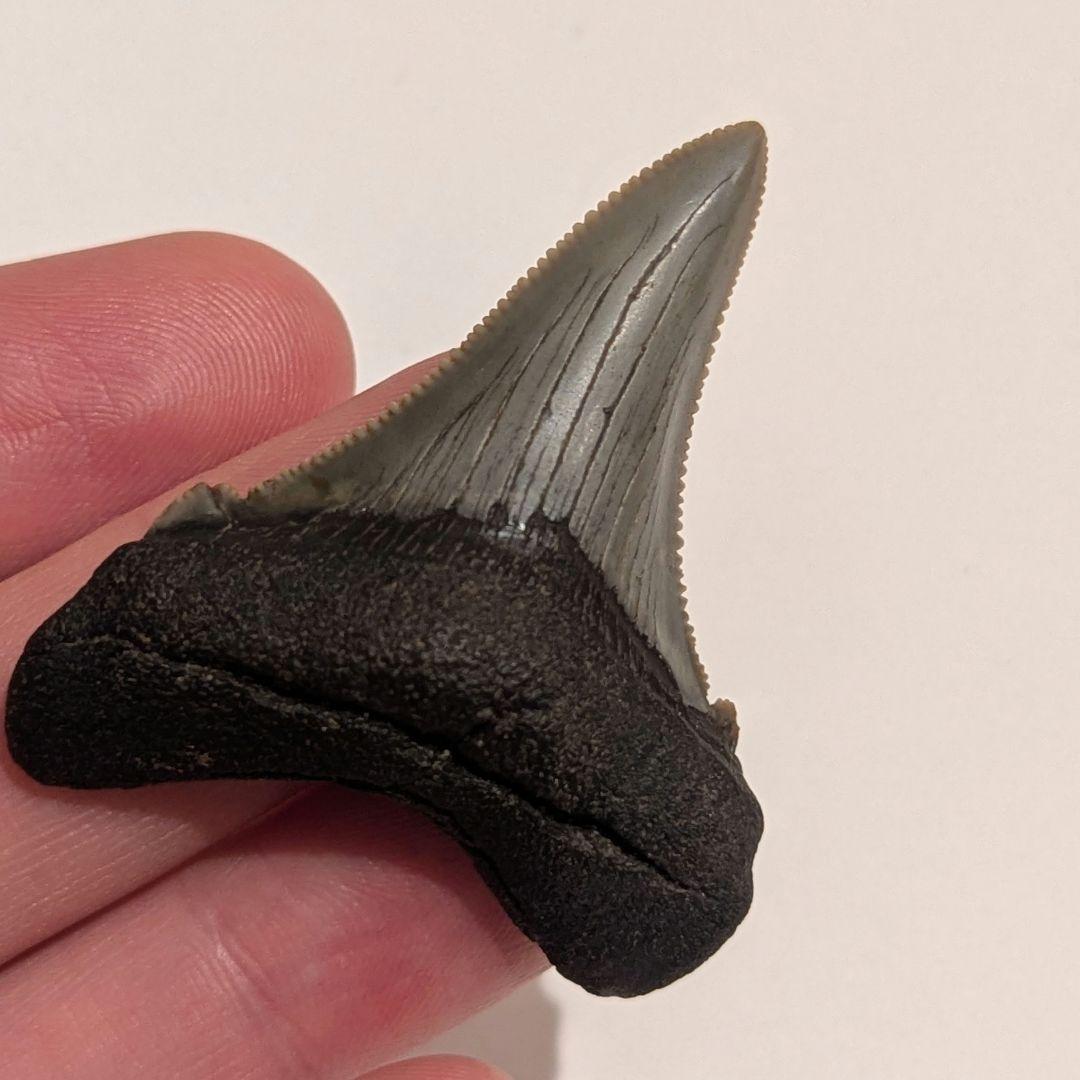 とても美しいなオトドゥス アングスティデンスの歯の化石 OT1201