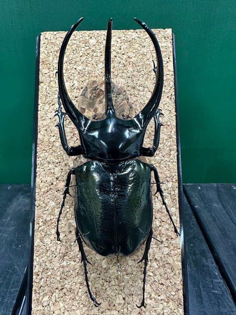 スマトラコーカサスオオカブト 120mm 標本
