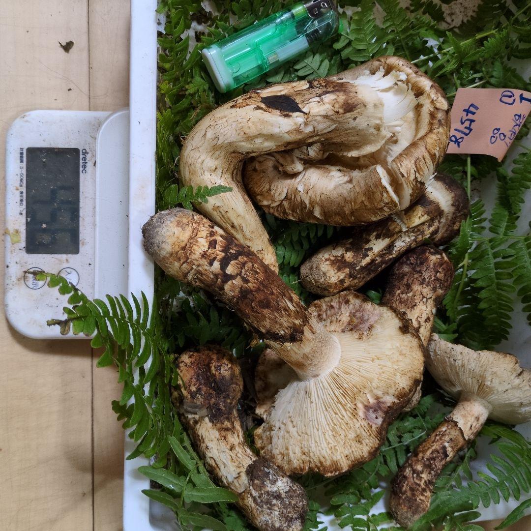 和歌山松茸　新鮮朝市　訳有り品　457㌘