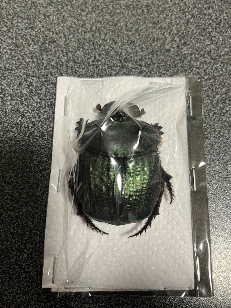 ランキフェルオオニジダイコクコガネ　大型ペア　標本