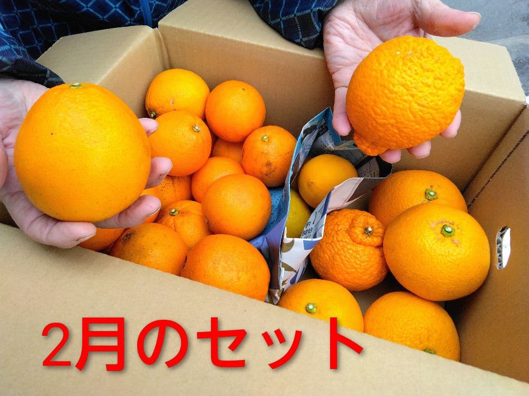 旬のイロイロセット（2月中～下旬の発送になります）