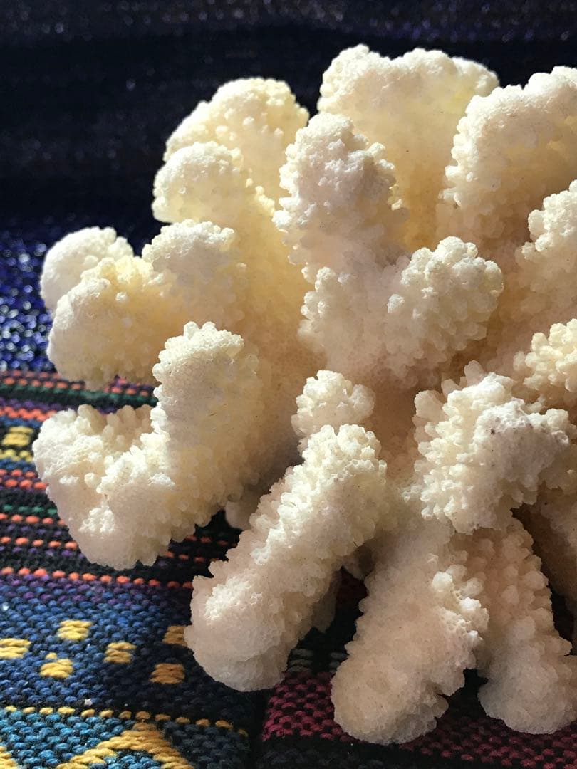 ◉台湾産【白珊瑚/ホワイトコーラル】原木[282