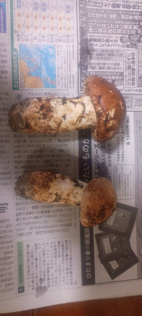 松茸　140㌘　岐阜県産