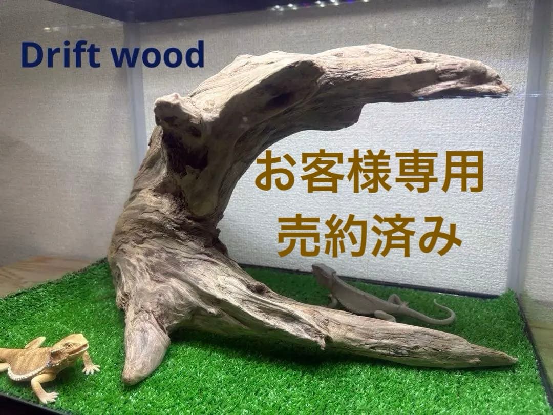 Ｇ86 爬虫類　両生類　シェルター　バスキング　流木