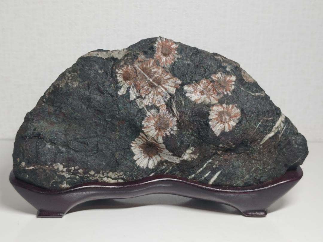 菊花石 2.3kg 紋石 花紋石 原石 鑑賞石 自然石 誕生石 鉱物 鉱石 水石